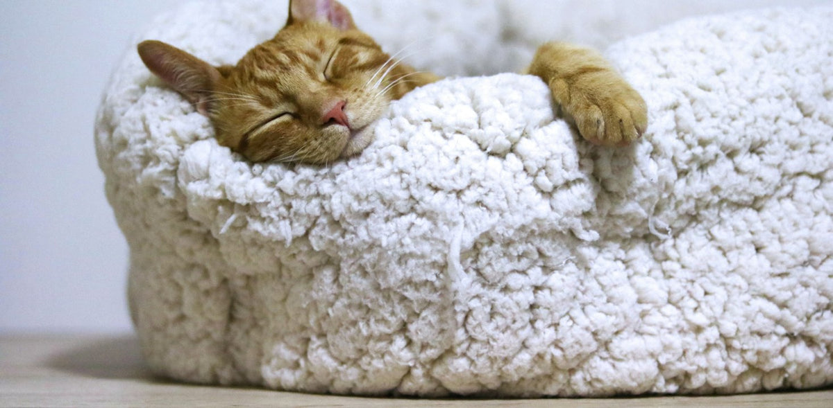 Cat sleeping comfortably on a soft pet bed