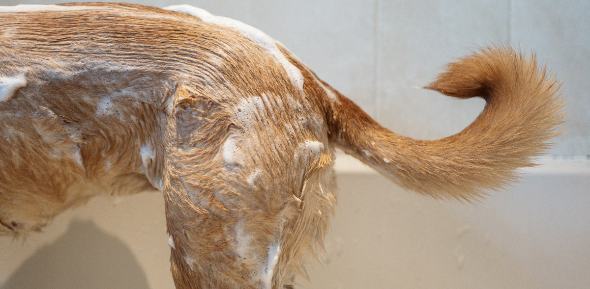 Dog standing next to a bath tub filled with water