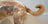Dog standing next to a bath tub filled with water