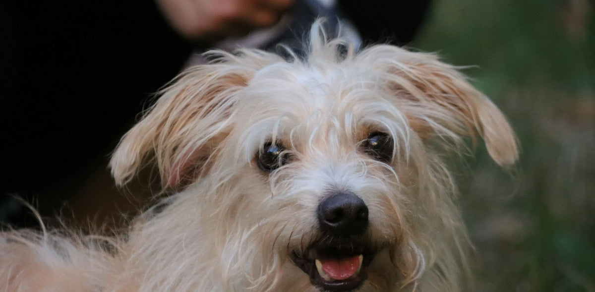 Small dog being groomed by a person