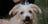 Small dog being groomed by a person