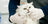Cat being examined by a veterinarian