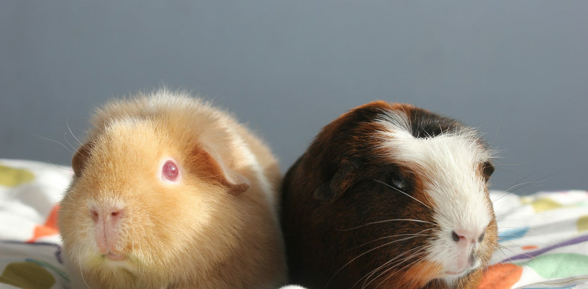 Two guinea pigs sitting together, healthy and well cared for
