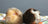 Two guinea pigs sitting together, healthy and well cared for