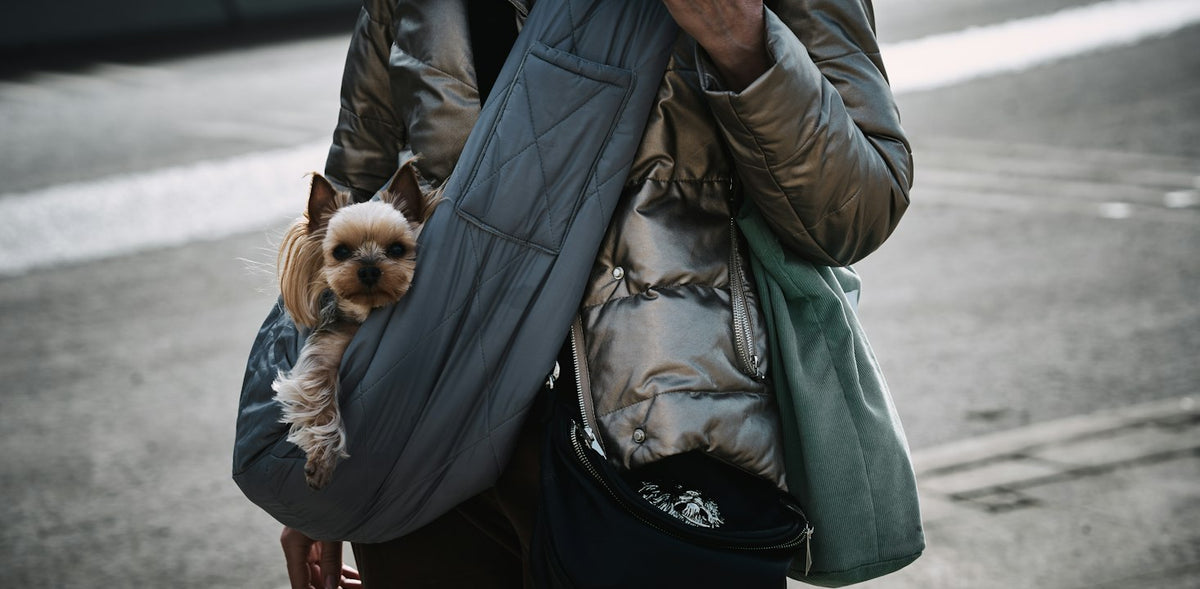 Small dog peeking out of a travel carrier bag