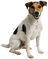 Dogs