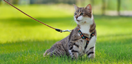 CCollars & Leashes