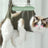 Cat Grooming and Bathing Restraint Bag - Anti-Scratch Adjustable Wash Bag for Nail Trimming and Ear Cleaning, Sizes XS to L in Blue, Black or Green